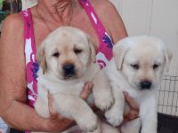 Labrador Retriever Puppies for sale in Stuart, FL, USA. price: NA