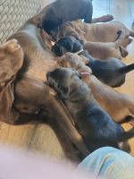 Labrador Retriever Puppies for sale in Baker, Florida. price: $700