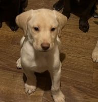 Labrador Retriever Puppies for sale in Goshen, Connecticut. price: $700