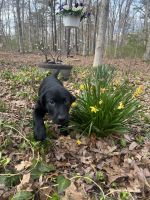 Labrador Retriever Puppies for sale in Jackson, New Jersey. price: $2,000