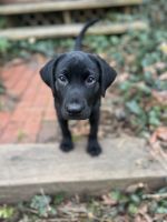 Labrador Retriever Puppies for sale in Jackson, New Jersey. price: $2,000