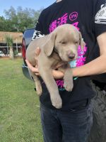 Labrador Retriever Puppies for sale in Ocala, Florida. price: $1,500
