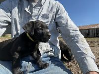 Labrador Retriever Puppies for sale in Stanford, KY 40484, USA. price: $250