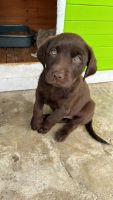 Labrador Retriever Puppies for sale in El Cajon, California. price: $800