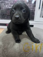 Labrador Retriever Puppies for sale in Pontiac, Michigan. price: $800