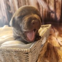 Labrador Retriever Puppies for sale in Cape Coral, Florida. price: $1,000