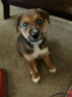 Labrador Retriever Puppies for sale in Hope Mills, North Carolina. price: $100