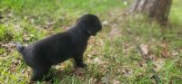 Labrador Retriever Puppies for sale in Jacksonville, FL, USA. price: $600