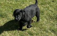 Labrador Retriever Puppies for sale in Tama, Iowa. price: $400
