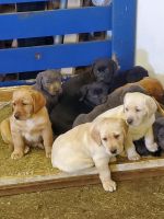 Labrador Retriever Puppies for sale in Baldwin, WI 54002, USA. price: $800