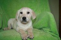 Labrador Retriever Puppies for sale in Rockwell, North Carolina. price: $500