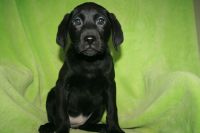 Labrador Retriever Puppies for sale in Rockwell, North Carolina. price: $400