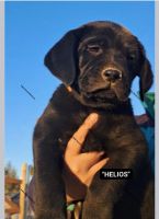 Labrador Retriever Puppies for sale in Bend, Oregon. price: $1,200
