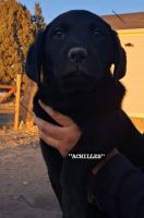 Labrador Retriever Puppies for sale in Bend, Oregon. price: $1,000