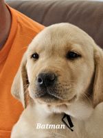 Labrador Retriever Puppies for sale in Pocatello, Idaho. price: $600