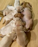 Labrador Retriever Puppies for sale in Canton, North Carolina. price: $650