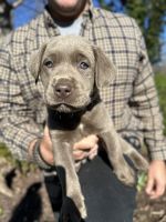 Labrador Retriever Puppies for sale in Waynesboro, VA 22980, USA. price: $1,000