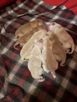 Labrador Retriever Puppies for sale in Gresham, Wisconsin. price: $1,000