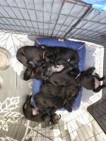 Labrador Retriever Puppies for sale in Nampa, Idaho. price: $800