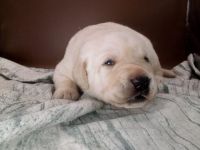 Labrador Retriever Puppies for sale in Charlotte, North Carolina. price: $600
