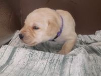 Labrador Retriever Puppies for sale in Charlotte, North Carolina. price: $600