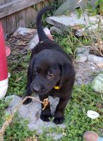 Labrador Retriever Puppies for sale in Wesley Chapel, FL, USA. price: $700