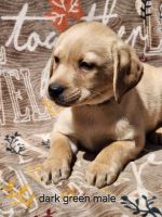 Labrador Retriever Puppies for sale in Bloomsburg, Pennsylvania. price: $650