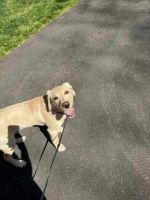 Labrador Retriever Puppies for sale in Charlotte, North Carolina. price: $1,000