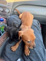 Labrador Retriever Puppies for sale in Daphne, Alabama. price: $500