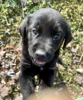 Labrador Retriever Puppies for sale in Pikeville, Kentucky. price: $350