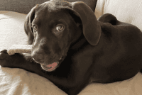 Labrador Retriever Puppies for sale in McHenry, Illinois. price: $200