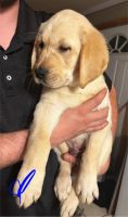 Labrador Retriever Puppies for sale in Swartz Creek, Michigan. price: $500