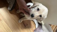 Labrador Retriever Puppies for sale in Newland, North Carolina. price: $450