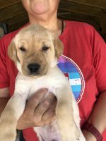 Labrador Retriever Puppies for sale in Brentwood, California. price: $800
