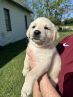 Labrador Retriever Puppies for sale in West, Texas. price: $1,000