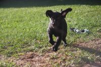Labrador Retriever Puppies for sale in Lakeland, Florida. price: $2,500