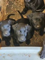 Labrador Retriever Puppies for sale in Worthing, South Dakota. price: $400