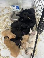 Labrador Retriever Puppies for sale in Miami Gardens, FL, USA. price: $600
