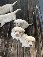 Labrador Retriever Puppies for sale in Moe, Victoria. price: $1,200