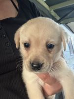 Labrador Retriever Puppies for sale in Moe, Victoria. price: NA