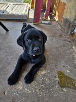 Labrador Retriever Puppies for sale in Mineral Wells, Texas. price: $500