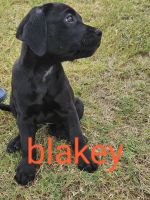 Labrador Retriever Puppies for sale in Cessnock, New South Wales. price: $500