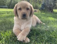 Labrador Retriever Puppies for sale in King George, Virginia. price: $1,000