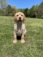 Labrador Retriever Puppies for sale in King George, Virginia. price: $1,000