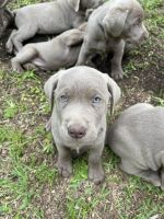 Labrador Retriever Puppies for sale in Tylertown, Mississippi. price: $1,200