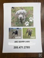 Labrador Retriever Puppies for sale in Tylertown, Mississippi. price: $1,200