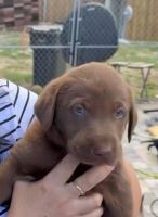 Labrador Retriever Puppies for sale in Seffner, Florida. price: $1,800