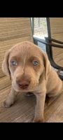 Labrador Retriever Puppies for sale in Seffner, Florida. price: NA