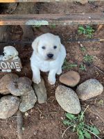 Labrador Retriever Puppies for sale in Amherst, Virginia. price: $800