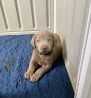 Labrador Retriever Puppies for sale in Miami, FL, USA. price: $1,200